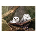 Search for owl lovers posters Animal