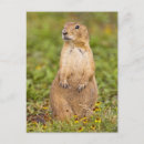 Search for black tailed postcards Mammal