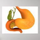 Search for stomach posters Biomedical illustrations