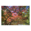 Search for maple tree Tranquil