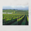 Search for grapevine postcards Winery