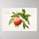 Search for vintage peach illustration posters Fruit