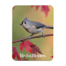 Search for tufted Tufted titmice