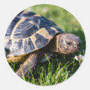 Search for tortoise round stickers Wildlife