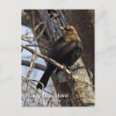 Search for blackbird postcards Photography