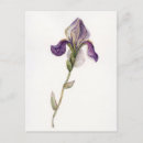 Search for violet floral postcards Watercolor