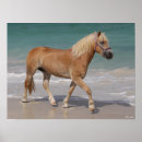 Search for haflinger posters Breed