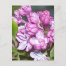 Search for creation photography Floral
