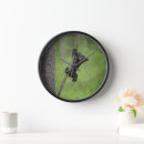 Search for bear clocks Danita delimont