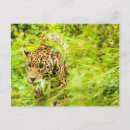 Search for cheetahs postcards Wildlife