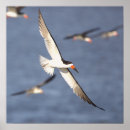 Search for flying posters Birds
