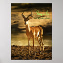 Search for impala posters Wildlife