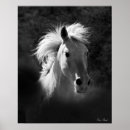 Search for black and white horse art Photography
