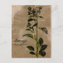 Search for herb postcards Medicinal