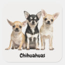 Search for funny chihuahua stickers Puppies