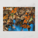 Search for migrating postcards Butterfly