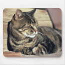 Search for capitol mouse mats United states