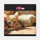 Search for sad cat magnets Kitten