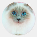Search for siamese cat stickers Photography