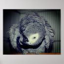 Search for silly photography Pet