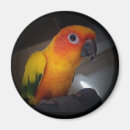 Search for sun magnets Bird