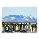 Search for penguin image posters Bird
