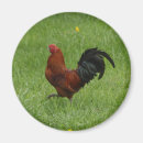 Search for chick 1 magnets Chicks