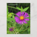 Search for aster vertical postcards Garden