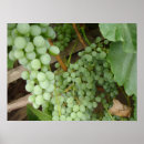 Search for grapevine posters California