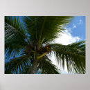 Search for coconut posters Palm