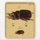 Search for beetle mouse mats Nature