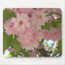 Search for cherry blossom tree mouse mats Pink