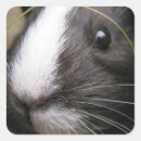 Search for black pig stickers Pet