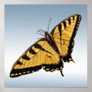Search for swallowtail posters Insects
