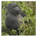 Search for herbivorous tiles Africa