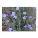 Search for flax postcards Flower