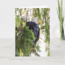 Search for perches cards Forest