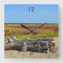Search for driftwood clocks Beach