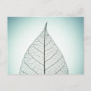 Search for leaf vein postcards Garden