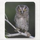 Search for otus asio Wood
