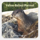Search for marmot stickers Wildlife