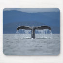 Search for humpback mouse mats Nature