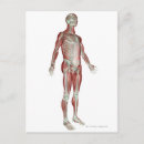 Search for musculoskeletal posters Front view