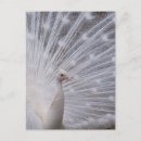Search for purity vertical postcards Close up