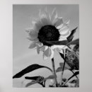Search for black white sunflower art Sunflowers