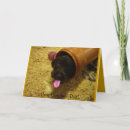 Search for pup christmas cards Humour