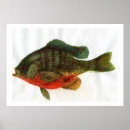 Search for bluegill art Bass