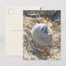Search for meerkat birthday cards Suricate