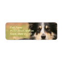 Search for australian shepherd dog return address labels Pet