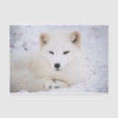 Search for cute arctic fox crafts party Wildlife